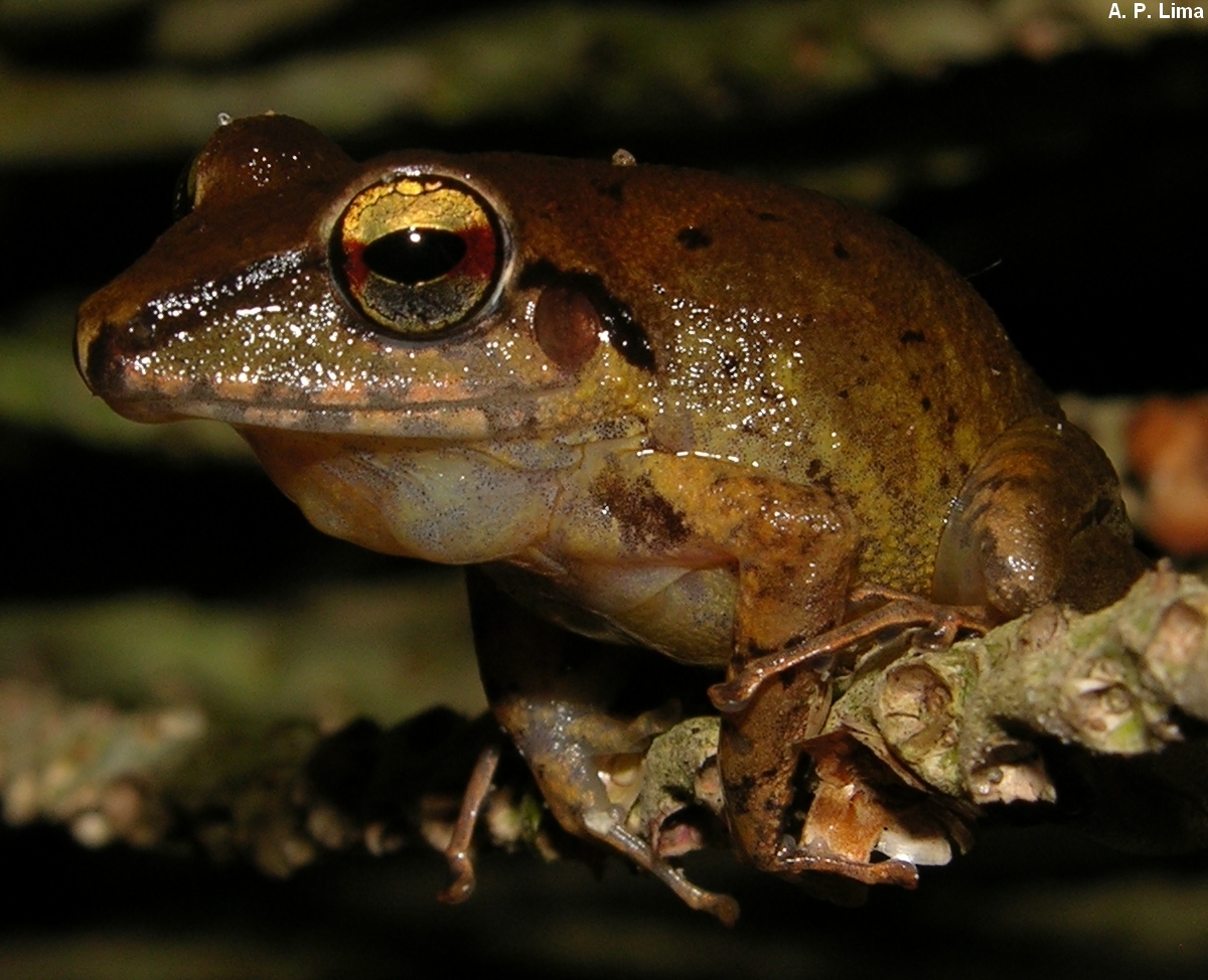 Pristimantis gr. conspicillatus ppbio.inpa.gov.br/inicio